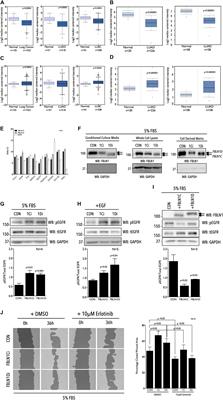 Cell Derived Matrix Fibulin-1 Associates With Epidermal Growth Factor Receptor to Inhibit Its Activation, Localization and Function in Lung Cancer Calu-1 Cells